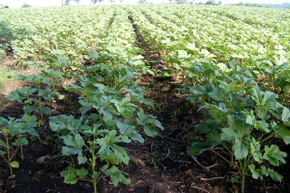 Okra Farming Details (Lady’s Finger) Guide