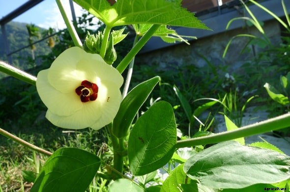 Okra Farming Details (Lady’s Finger) Guide