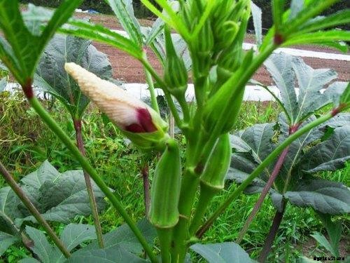 Okra Farming Details (Lady’s Finger) Guide