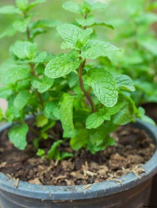 Mint Farming Information Guide