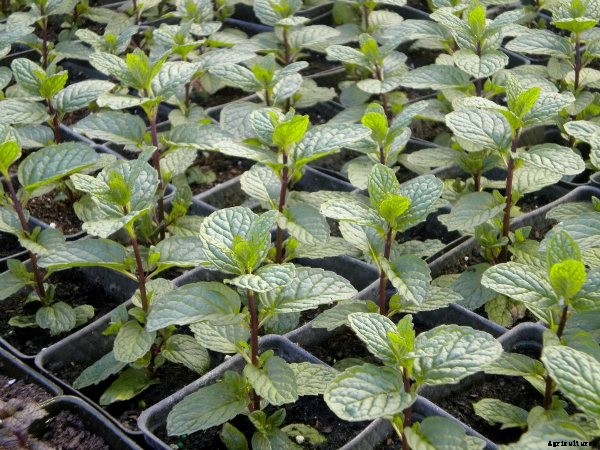 Mint Farming Information Guide