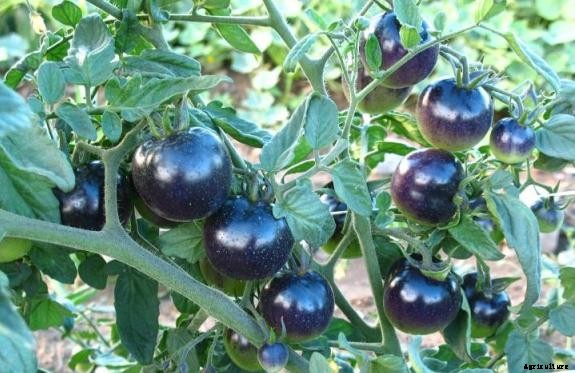Tomato Farming Information Guide