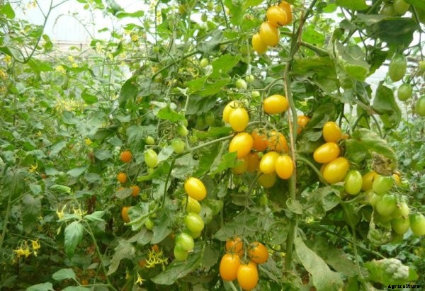 Tomato Farming Information Guide