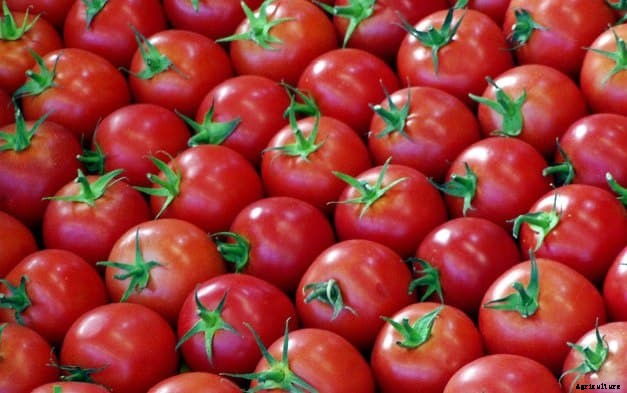 Tomato Farming Information Guide