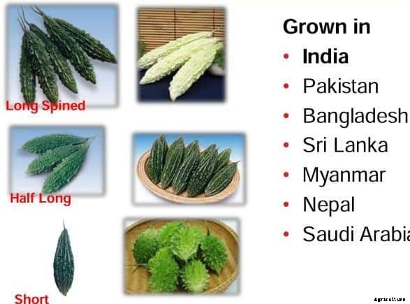 Bitter Gourd Farming Information Guide