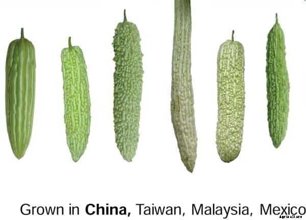 Bitter Gourd Farming Information Guide