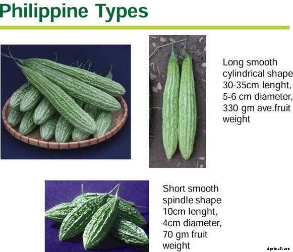 Bitter Gourd Farming Information Guide