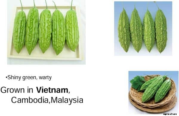 Bitter Gourd Farming Information Guide