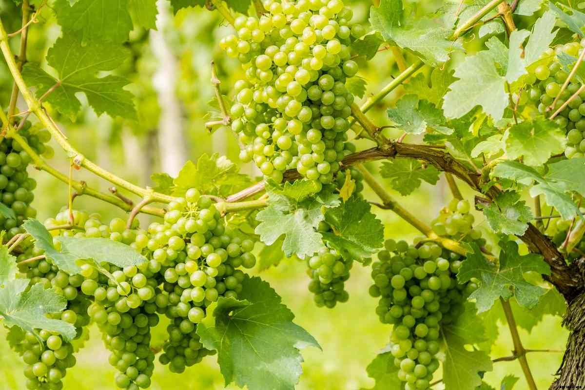 Growing Grapes Organically – A Full Planting Guide