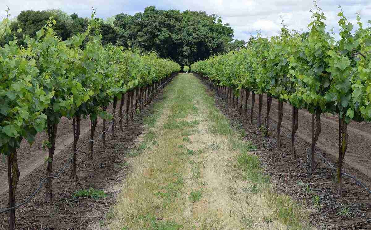 Growing Grapes Organically – A Full Planting Guide