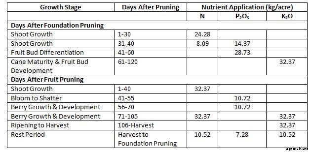 Growing Grapes Organically – A Full Planting Guide