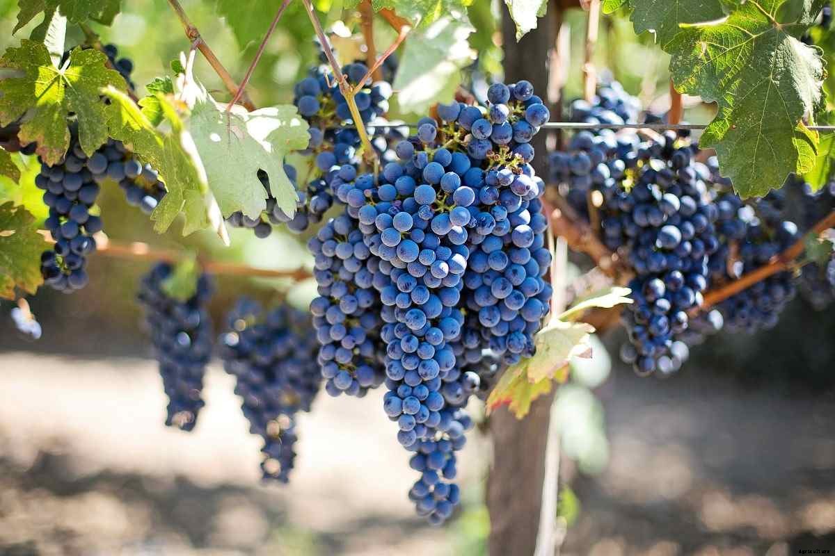 Growing Grapes Organically – A Full Planting Guide