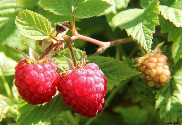 Raspberry Farming, Growing Methods, Planting Guide