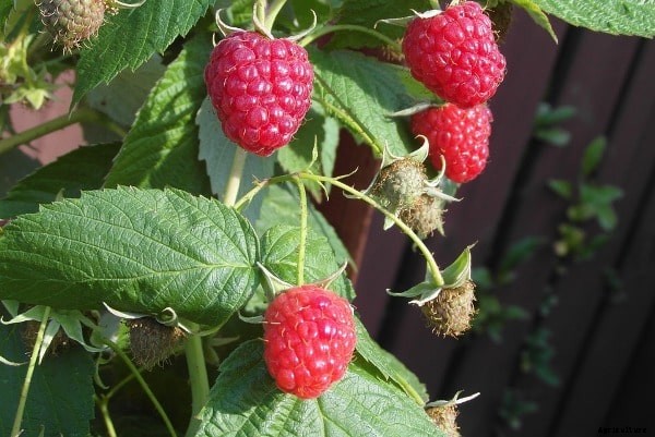 Raspberry Farming, Growing Methods, Planting Guide