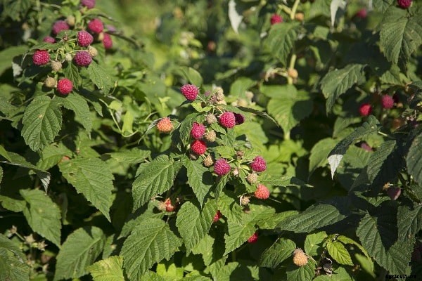 Raspberry Farming, Growing Methods, Planting Guide
