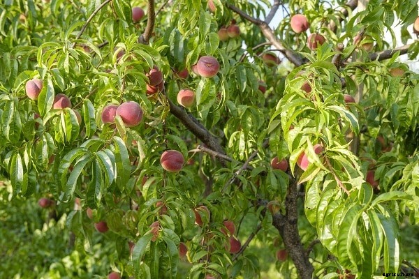 Peach Fruit Cultivation In India, Growing Techniques
