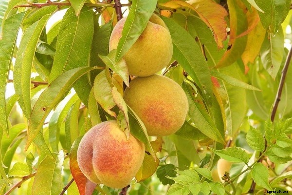 Peach Fruit Cultivation In India, Growing Techniques