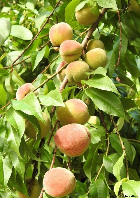 Peach Fruit Cultivation In India, Growing Techniques