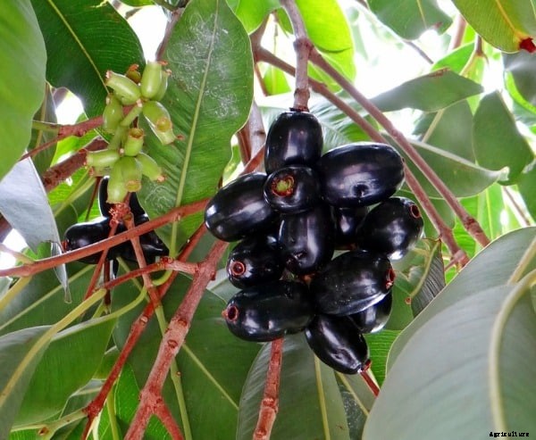 Jamun Cultivation, Planting, Growing Methods