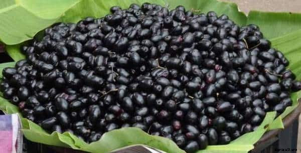 Jamun Cultivation, Planting, Growing Methods