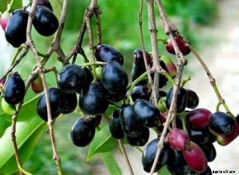 Jamun Cultivation, Planting, Growing Methods