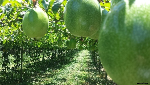 Passion Fruit Cultivation Practices, Growing Methods
