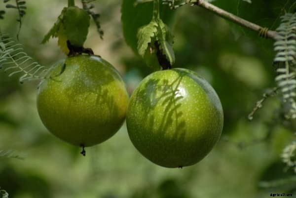 Passion Fruit Cultivation Practices, Growing Methods