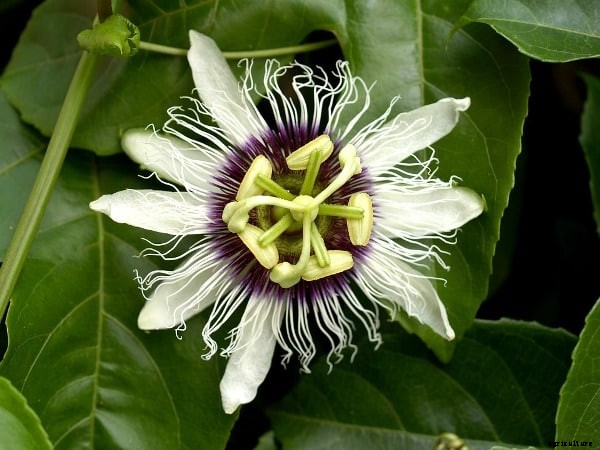 Passion Fruit Cultivation Practices, Growing Methods