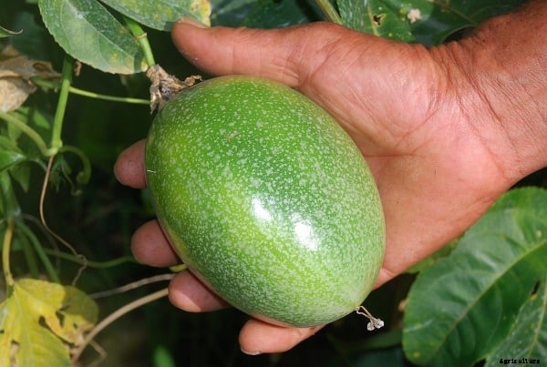 Passion Fruit Cultivation Practices, Growing Methods