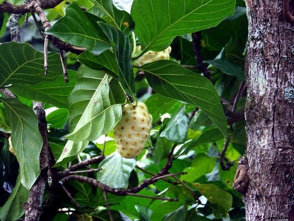 Growing Noni Fruit, Cultivation Practices, Planting Methods