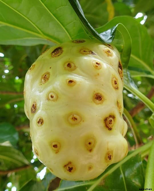 Growing Noni Fruit, Cultivation Practices, Planting Methods