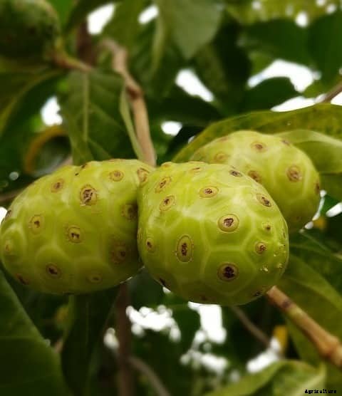 Growing Noni Fruit, Cultivation Practices, Planting Methods
