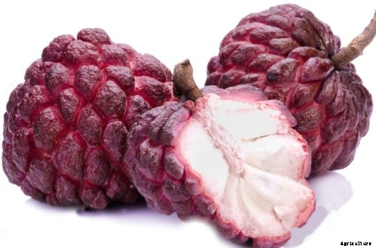 Custard Apple Cultivation (Sugar Apple) Guide