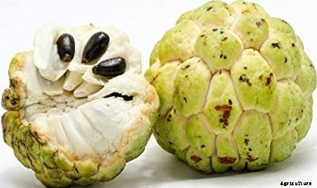 Custard Apple Cultivation (Sugar Apple) Guide