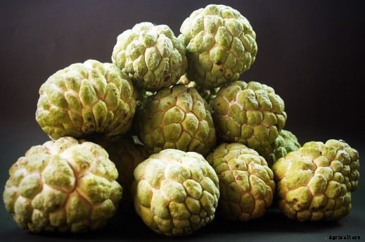 Custard Apple Cultivation (Sugar Apple) Guide
