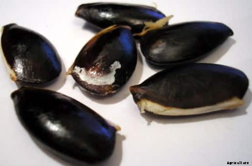 Growing Sapodilla (Sapota) For Beginners