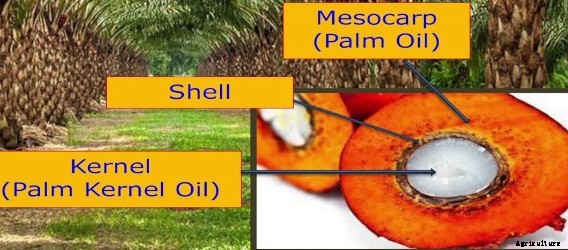 Growing Oil Palms (Palm Oil) For Beginners