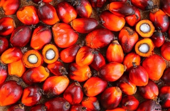 Growing Oil Palms (Palm Oil) For Beginners