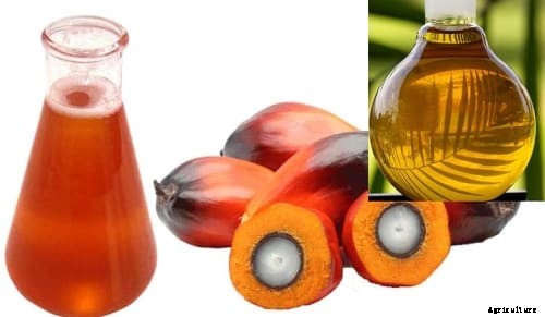 Growing Oil Palms (Palm Oil) For Beginners