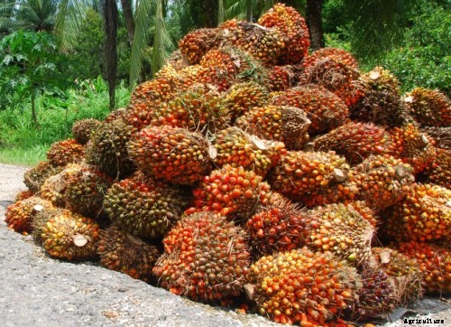 Growing Oil Palms (Palm Oil) For Beginners