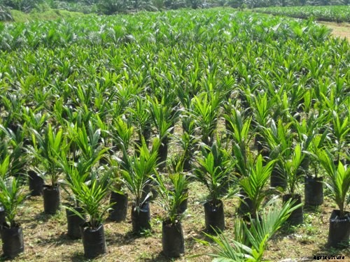 Growing Oil Palms (Palm Oil) For Beginners