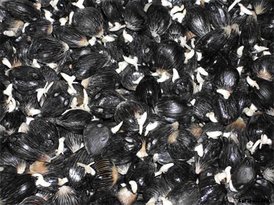 Growing Oil Palms (Palm Oil) For Beginners