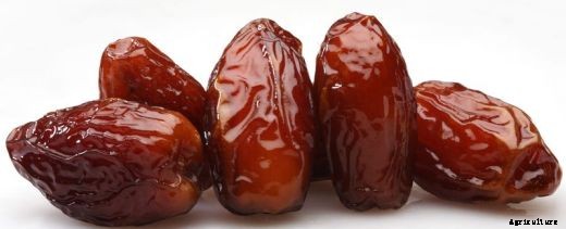 Growing Date Palms – A Beginners Guide