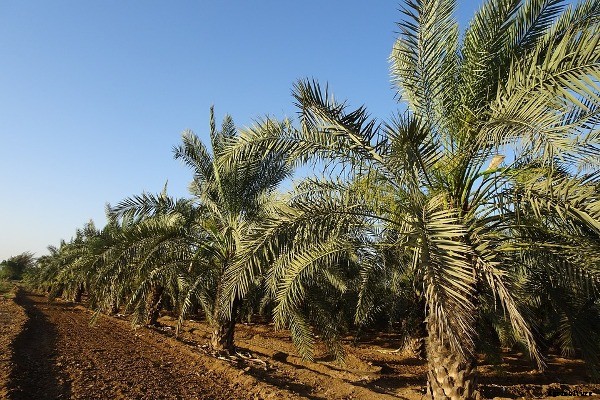 Growing Date Palms – A Beginners Guide
