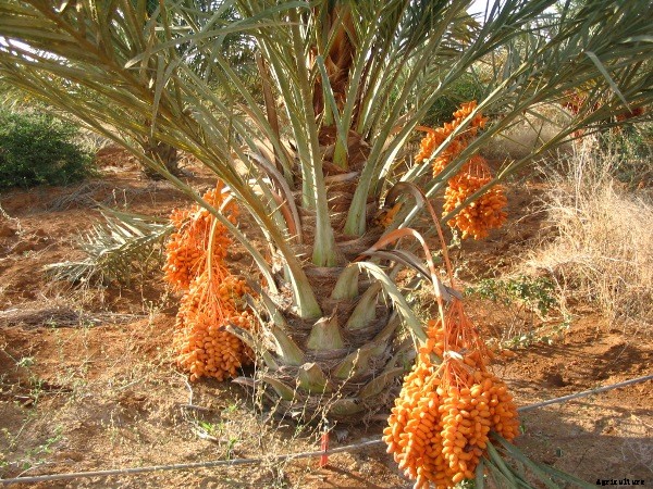 Growing Date Palms – A Beginners Guide
