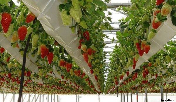 Strawberry Growing Information Guide