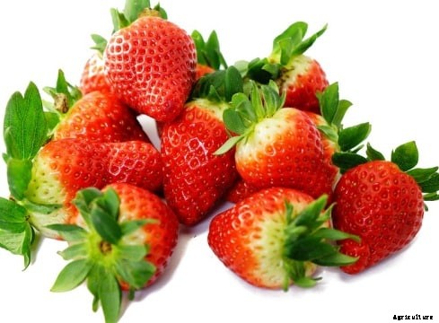 Strawberry Growing Information Guide