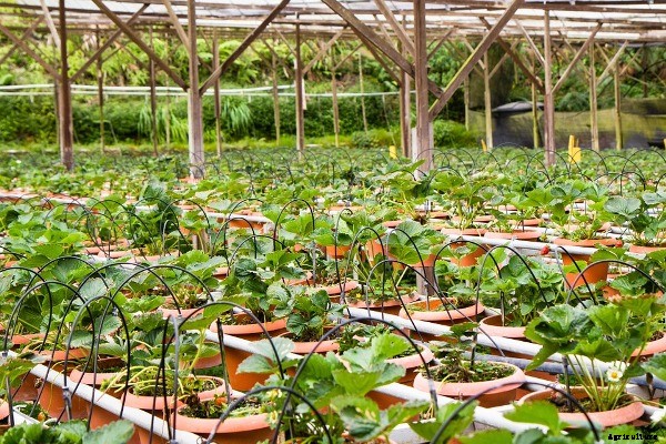 Strawberry Growing Information Guide