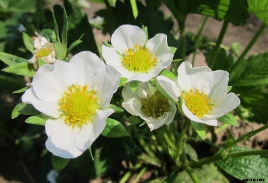 Strawberry Growing Information Guide