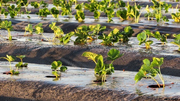 Strawberry Growing Information Guide